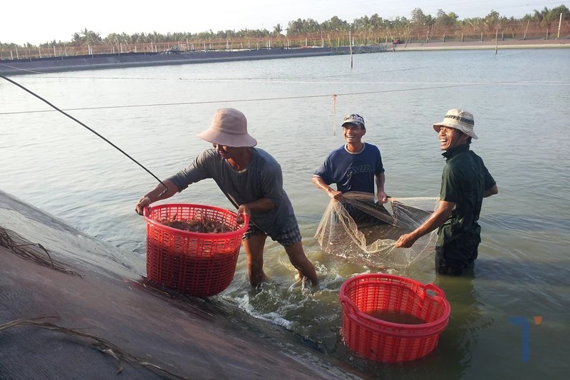 Giá tôm bật tăng giữa đại dịch