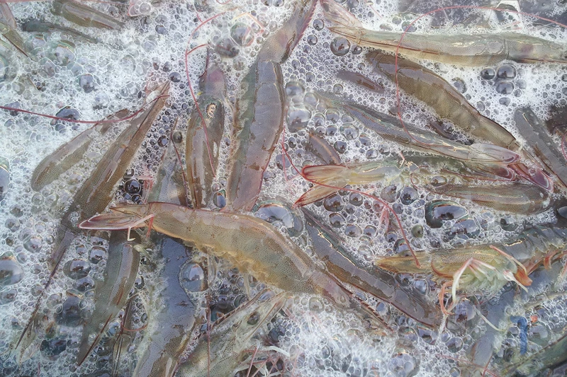 Bến Tre: Giá tôm thẻ chân trắng tăng cao, người dân phấn khởi