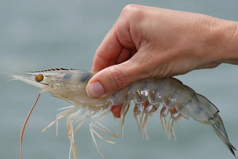 Chiến lược kiểm soát bệnh hoại tử gan tụy cấp tính (AHPND) trên tôm nuôi (P.2)