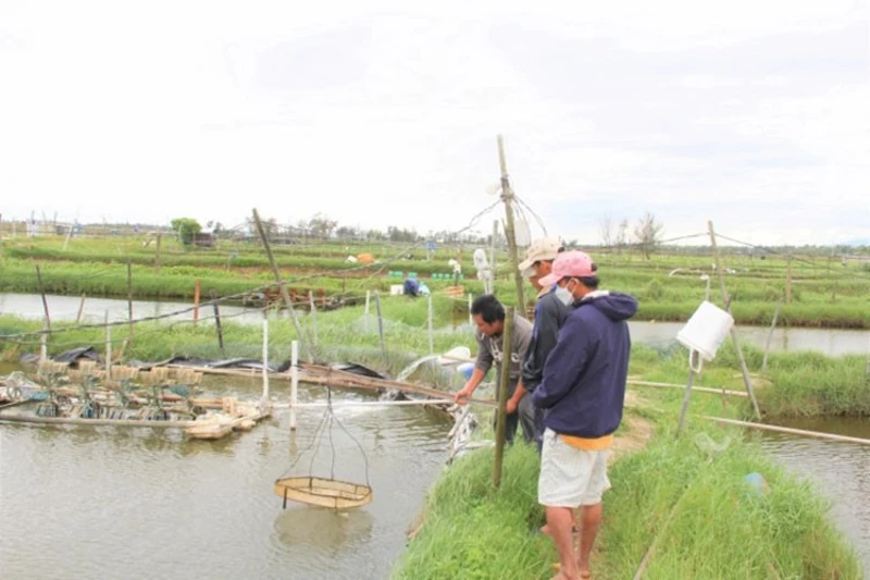 Nỗi lo dịch bệnh trên tôm