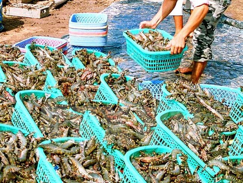 HIỆU QUẢ BẤT NGỜ TỪ BỘ VI SINH AMBIO