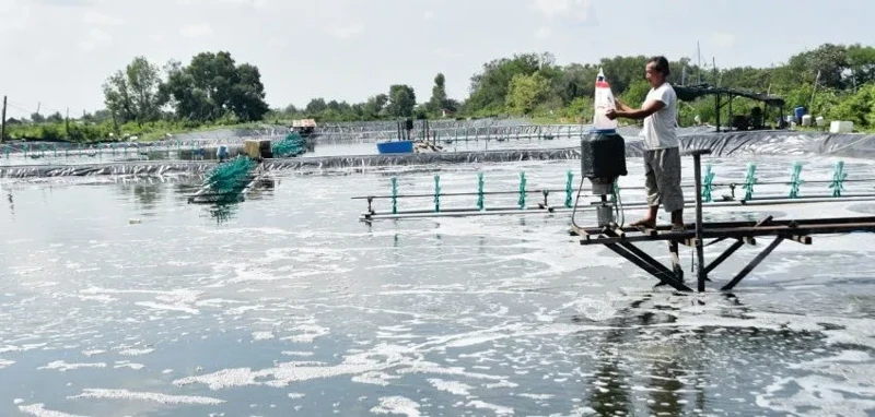 CHỦ ĐỘNG BẢO VỆ AO NUÔI TÔM TRƯỚC NẮNG  NÓNG CỰC ĐOAN 