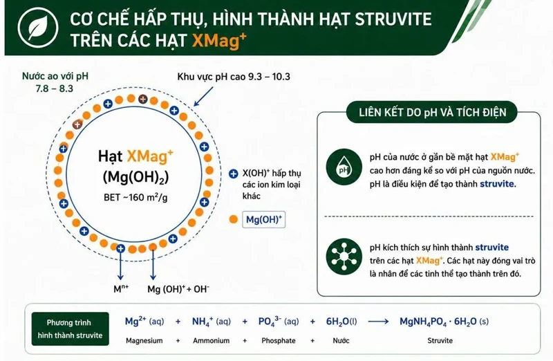 ĐÂY KHÔNG CHỈ LÀ LÝ THUYẾT "XMag VÀ DỮ LIỆU THỰC TẾ VỀ EHP"