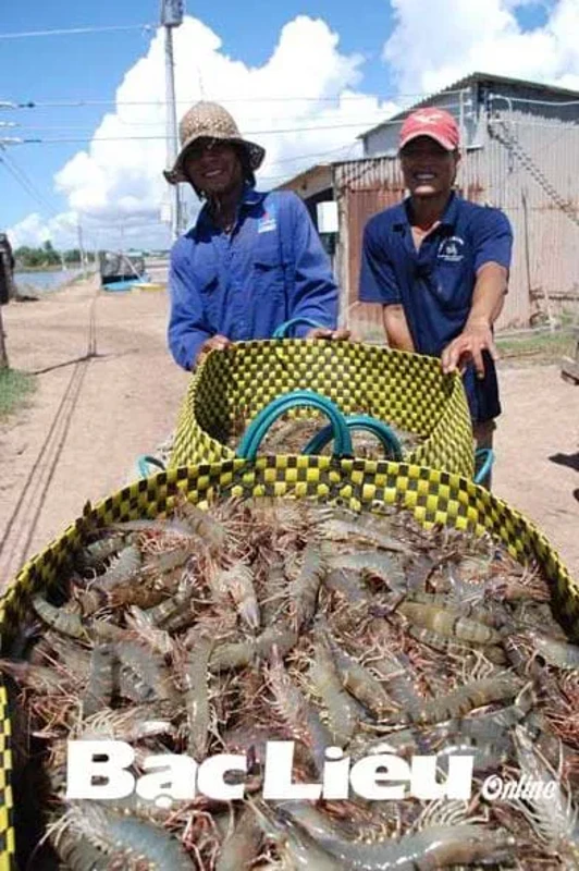 Báo bạc liêu- Bí quyết làm giàu bằng nuôi tôm sạch: Đâu chỉ có con giống!