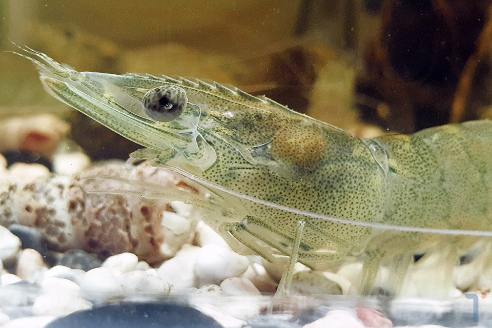 Phần đầu ngực tôm thẻ chân trắng. Ảnh: Tepbac.