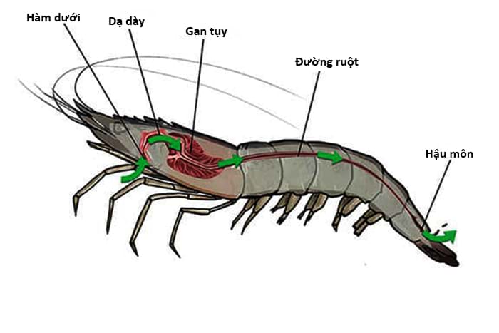 Cấu trúc gan tụy của tôm