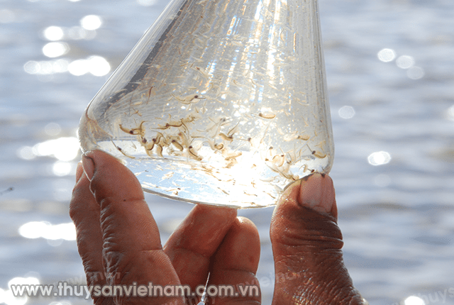 Kiểm soát chất lượng tôm giống đến tận ao nuôi là điều rất khó khăn 
