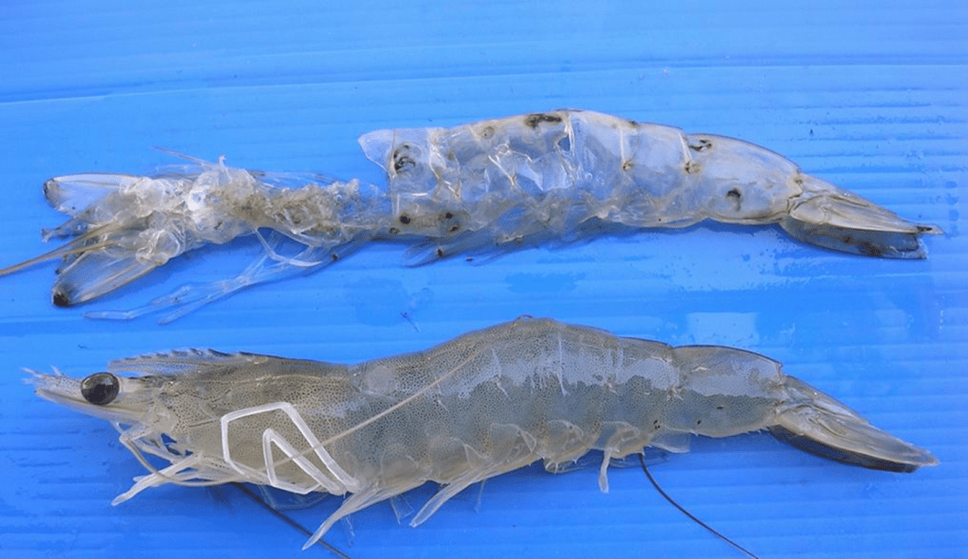 Tôm sau khi lột xác sẽ trở nên trong bóng và mạnh khỏe hơn