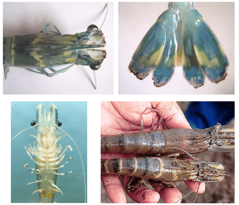 Các phần phụ bộ bị tổn thương sẽ lành lặn lại sau khi tôm lột xác. 