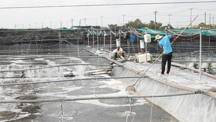 Mô hình nuôi tôm công nghệ cao ở huyện Cần Giờ áp dụng quy trình tuần hoàn nước khép kín, sử dụng hệ thống quạt, tạo oxy đáy. Ảnh: Minh Sáng.