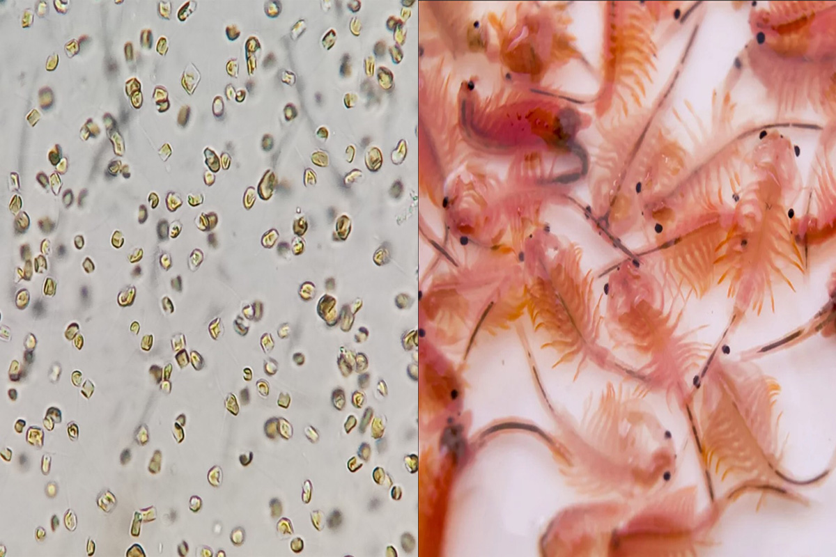 Vi tảo (bên trái) và artemia sống (bên phải) là nguồn cung cấp dinh dưỡng cho nhiều động vật thủy hải sản, nhất là ở giai đoạn ấu trùng.